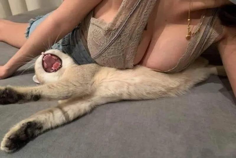 유압프레스에 깔린 고양이 가슴에 깔린 고양이.jpg
